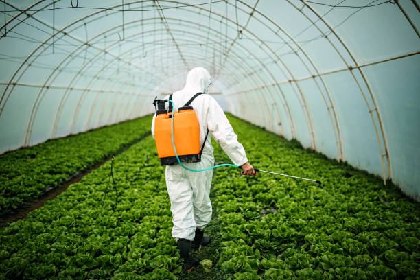 Best Pest Removal Services  in Casa Grande, AZ