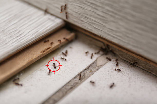 Best Affordable Pest Control Services  in Casa Grande, AZ