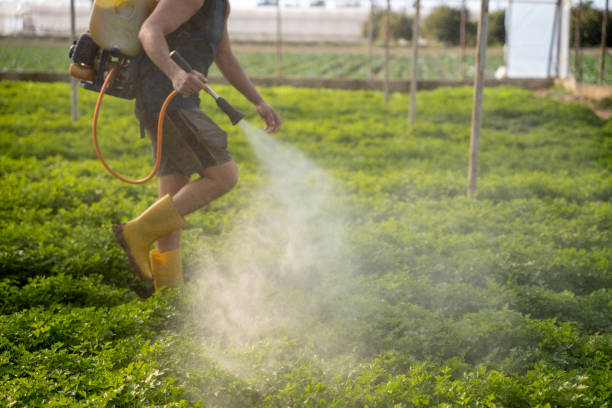 Best Insect Control  in Casa Grande, AZ