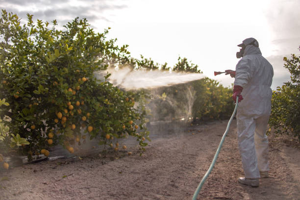 Best Pest Control Near Me in Casa Grande, AZ