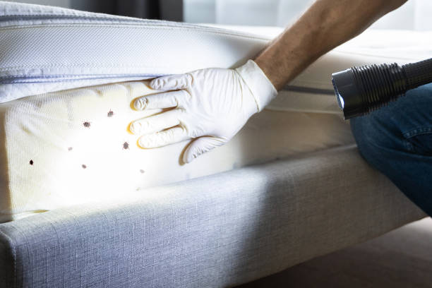 Best Best Pest Control Companies  in Casa Grande, AZ