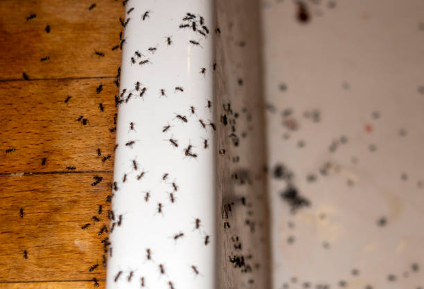 Flea Control Services in Casa Grande, AZ
